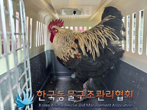 한국동물구조관리협회_411300202400052